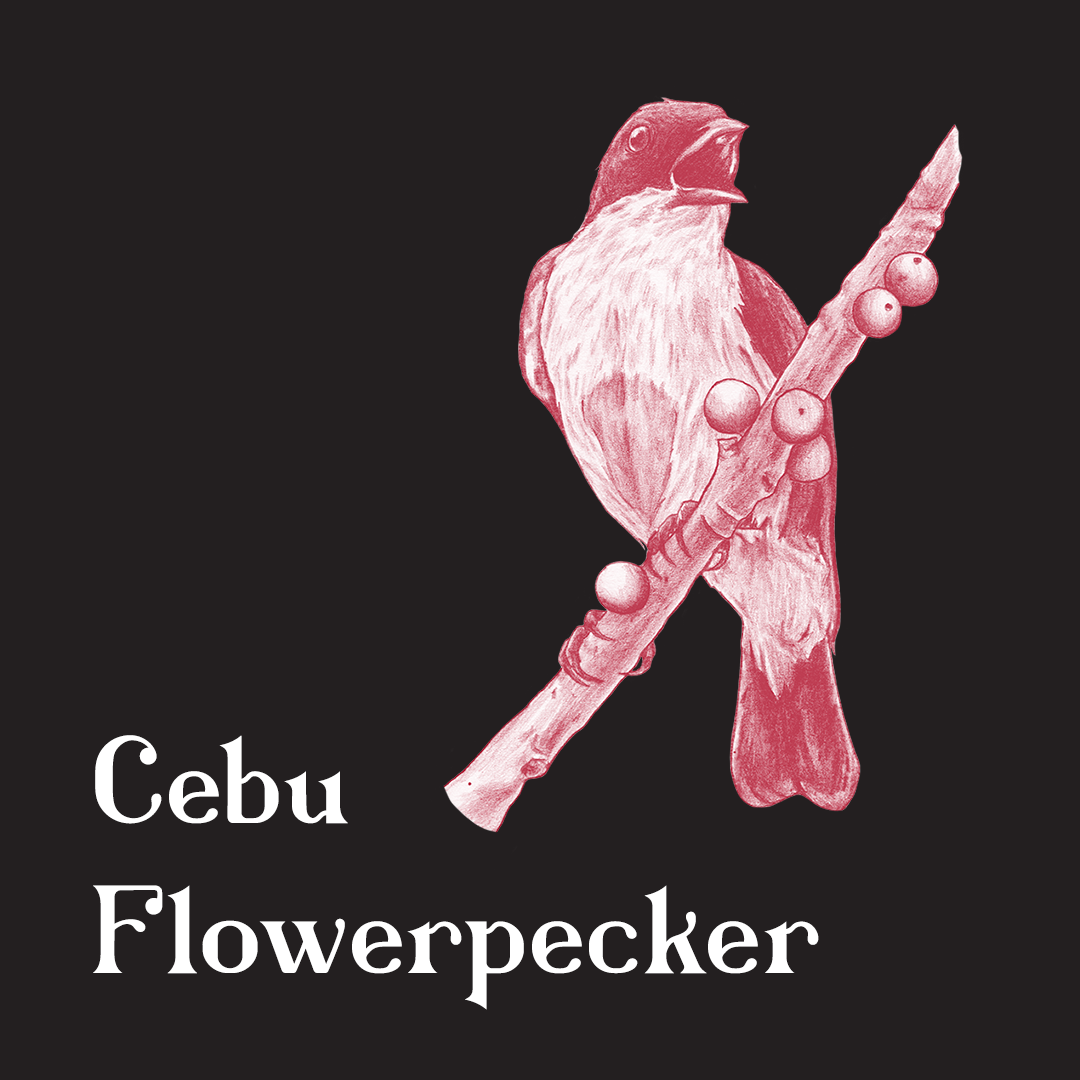 420-cebu-flowerpecker